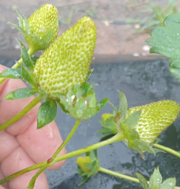 🔴 PROVINCIALES | Las primeras frutillas del Programa Ñande marcan un nuevo paso para los pequeños productores