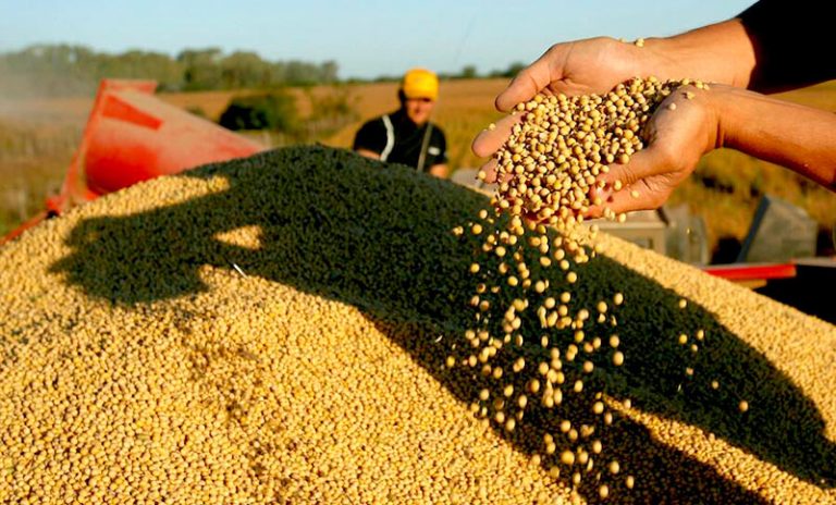 Estiman una liquidación de divisas del agro menor por la caída de los precios internacionales