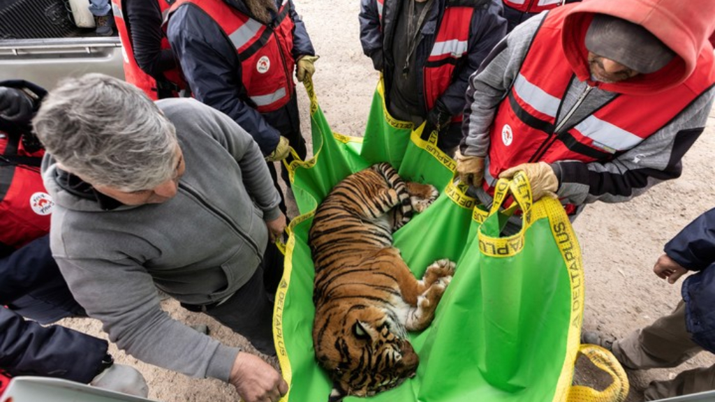 Trasladan 30 leones y tigres del ex Zoológico de Luján a Sudáfrica y Estados Unidos.