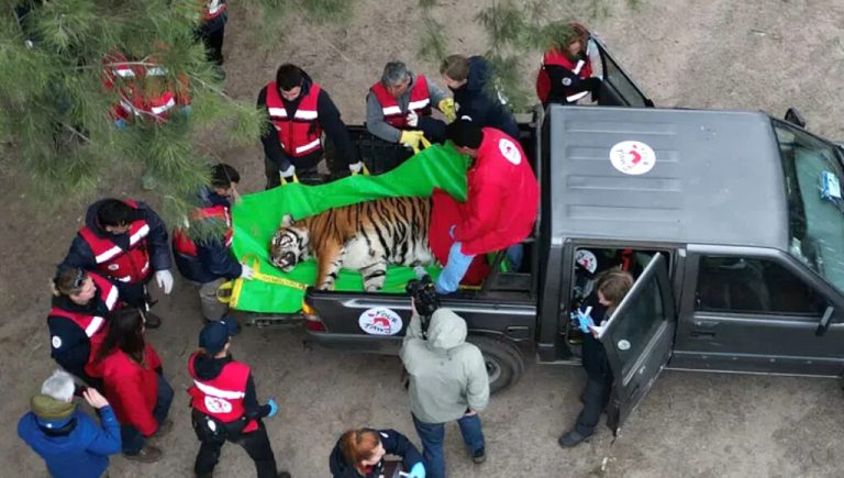 Así es el impresionante operativo para trasladar 30 leones y tigres del ex Zoológico de Luján a Sudáfrica y Estados Unidos