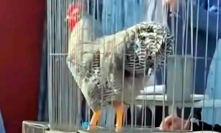 Vendieron el gallo más caro de la Argentina: pagaron $3 millones por un ejemplar campeón