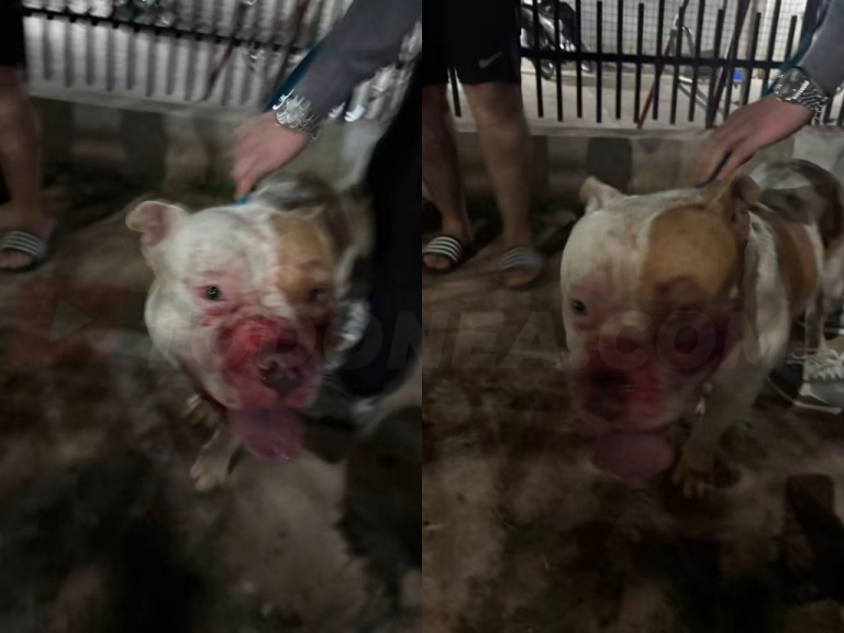 🔴 SÁENZ PEÑA | Alerta en Barrio Puerta del Sol: un pitbull suelto protagonizó violentos ataques