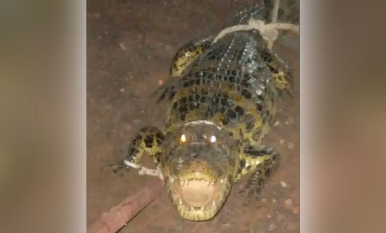 Encontró un yacaré de 1,60 metros en el patio de su casa en Chaco