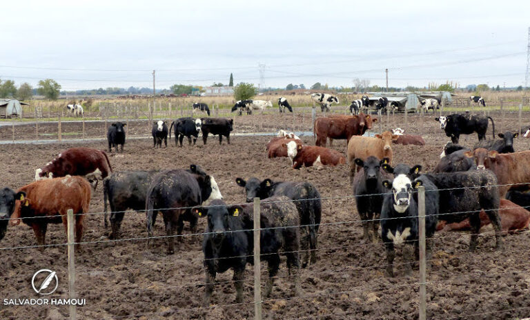 Nació un ternero con dos cabezas en Entre Ríos y causó conmoción en una localidad rural