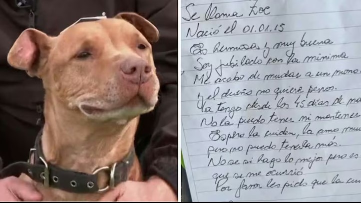 El refugio "El Campito" activó una campaña para encontrar al dueño de Zoe.