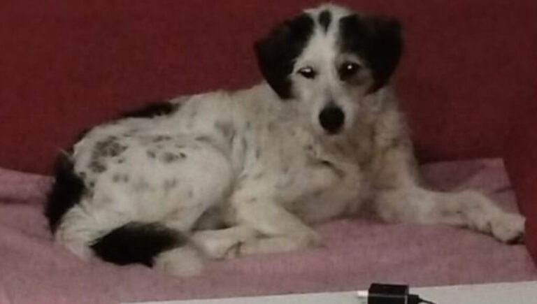Arnold, el perro que sobrevivió al triple crimen de Monte Grande y ahora busca una nueva familia